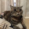 ギャートルズ