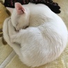 立派にアンモニャイトができました。