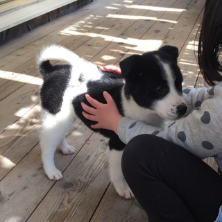 モーくん名古屋のＭ様宅でのびのび育てて頂いています