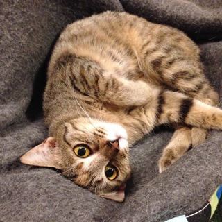 里親さん決定！ありがとうございました。