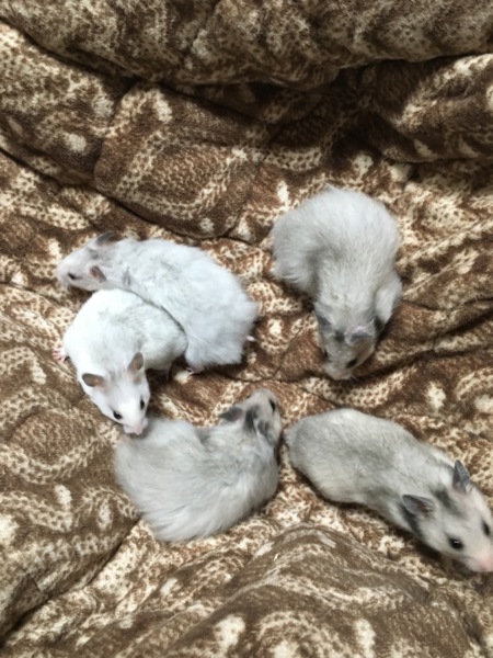 五つ子ハムちゃんず サムネイル2