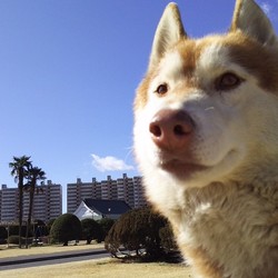 サスケ(♂5歳)の思い出