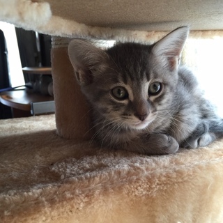 3匹の元気いっぱいの仔猫です