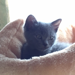 良い里親さんに出会えました