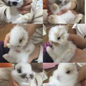 子ウサギ里親募集