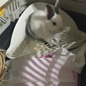 メスのウサギさんの里親募集です