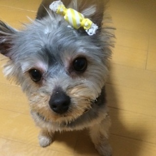 ヨークシャ（オス）生後９か月、体重２．５キロ