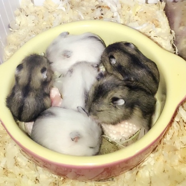 しえたむのカバー写真