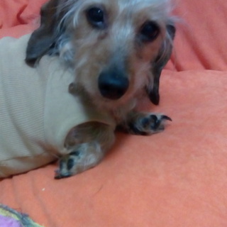 ダックスフンド(ワイアー)８歳女の子