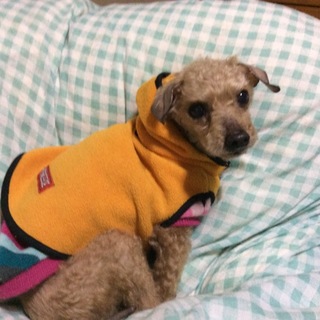 とっても人なつこいトイプーちゃん、家族募集中です！