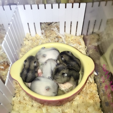 ハム鍋