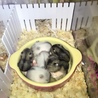 ハム鍋