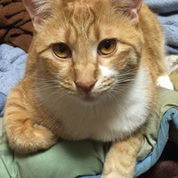 トラ
