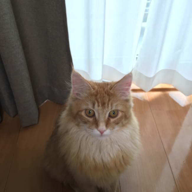 むぎ姫のカバー写真