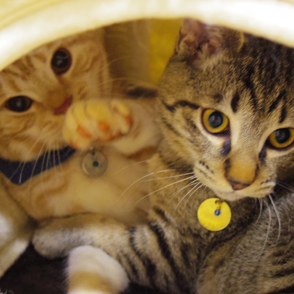 瓈來のカバー写真