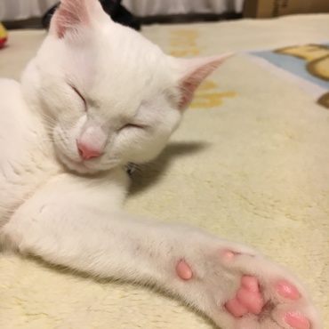 の写真