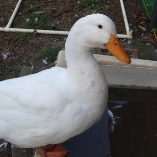 アヒルもらって下さい！！