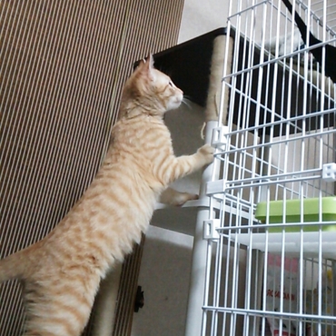 にゃんだ？これ