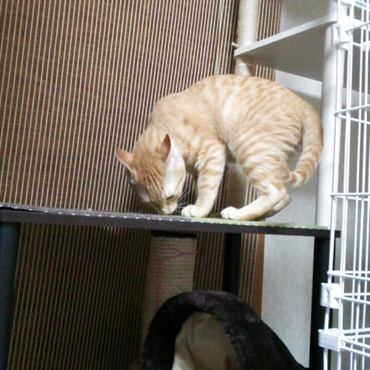 クンクンクン…あやしいにゃ～