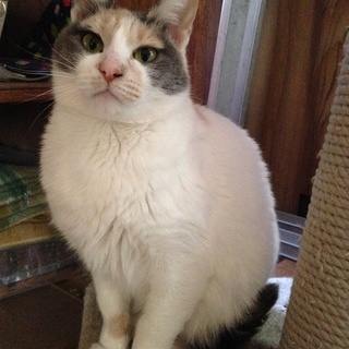 まんまるパステル三毛☆ミミちゃん