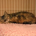(リリース済み)甘えん坊な野良猫の女の子