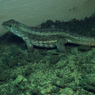 ハイチゼンマイトカゲ・ペア　