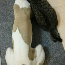 「ワンちゃんと仲良し♡」サムネイル2