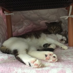 「他人事ではなかった(ｰｰ;)」サムネイル2