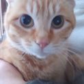 穏やかで少しビビりな茶ﾄﾗ男子です