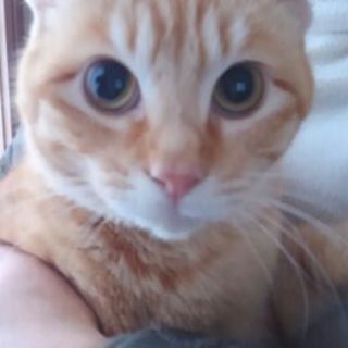 穏やかで少しビビりな茶ﾄﾗ男子です