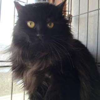 ベルちゃん　ふわふわロングの黒猫です