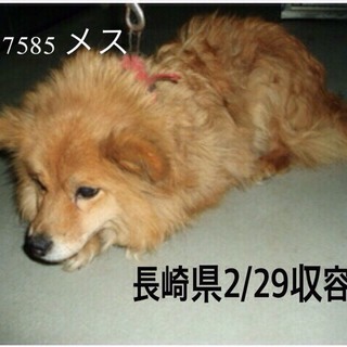 里親さまが決まりました　ありがとうございました