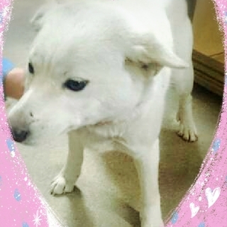 里親さまが決まりました　ありがとうございました