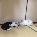 うさぎのうめちゃん