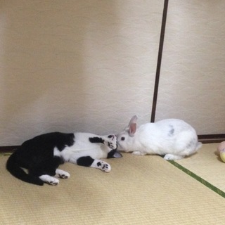 うさぎのうめちゃん