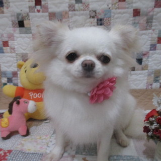 可愛いチワワ女の子４歳なったばかり♡