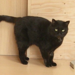 保護猫の里親さんを探しています