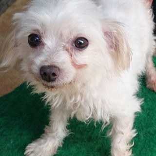 無事里親さんに譲渡できました！