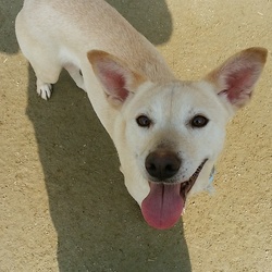 ミニしつけ方教室