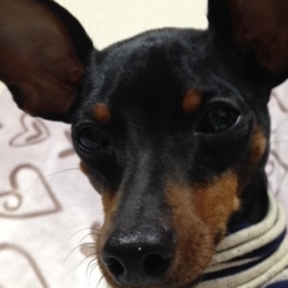 あっしゅのカバー写真