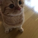 再募集!!元気でやんちゃなマンチカン(男の子)