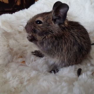 Ｂａｂｙデグー里親募集します！