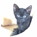 3匹の元気いっぱいの仔猫です