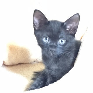3匹の元気いっぱいの仔猫です