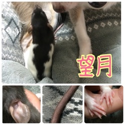 解答です！「問題です。私はだあれ？」