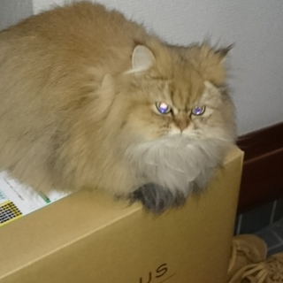 ペルシャのマロンです❗