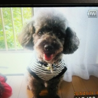 優しい飼い主さま募集します。