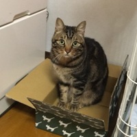 ぽんちょ