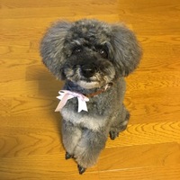 あみ