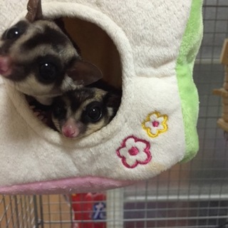 フクロモモンガのペア